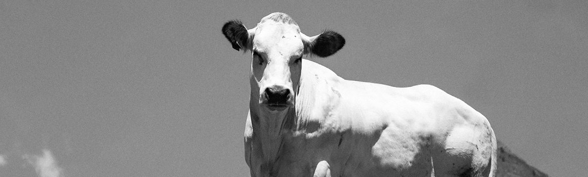 L’allevamento della razza bovina piemontese